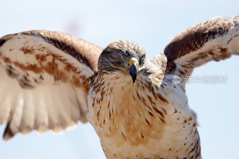 Ferrungous Hawk在亚利桑那沙漠